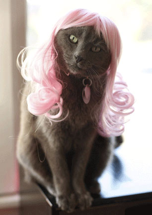 2315 - cat cute ilolled wig.jpg
