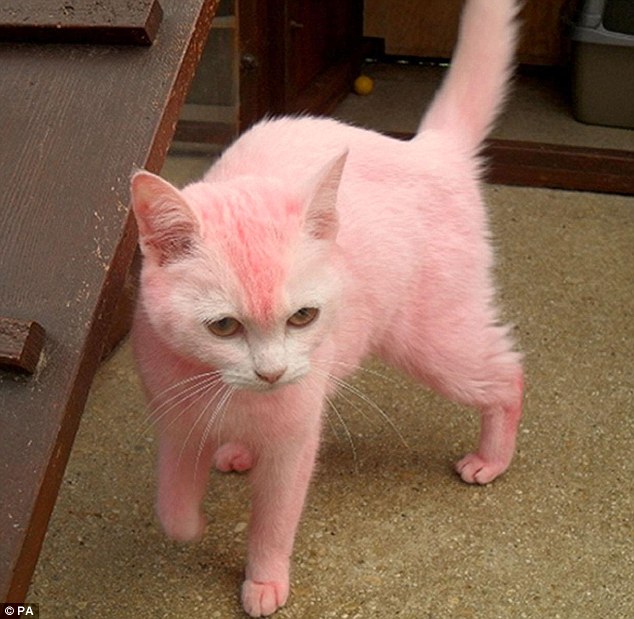 pink-cat.jpg