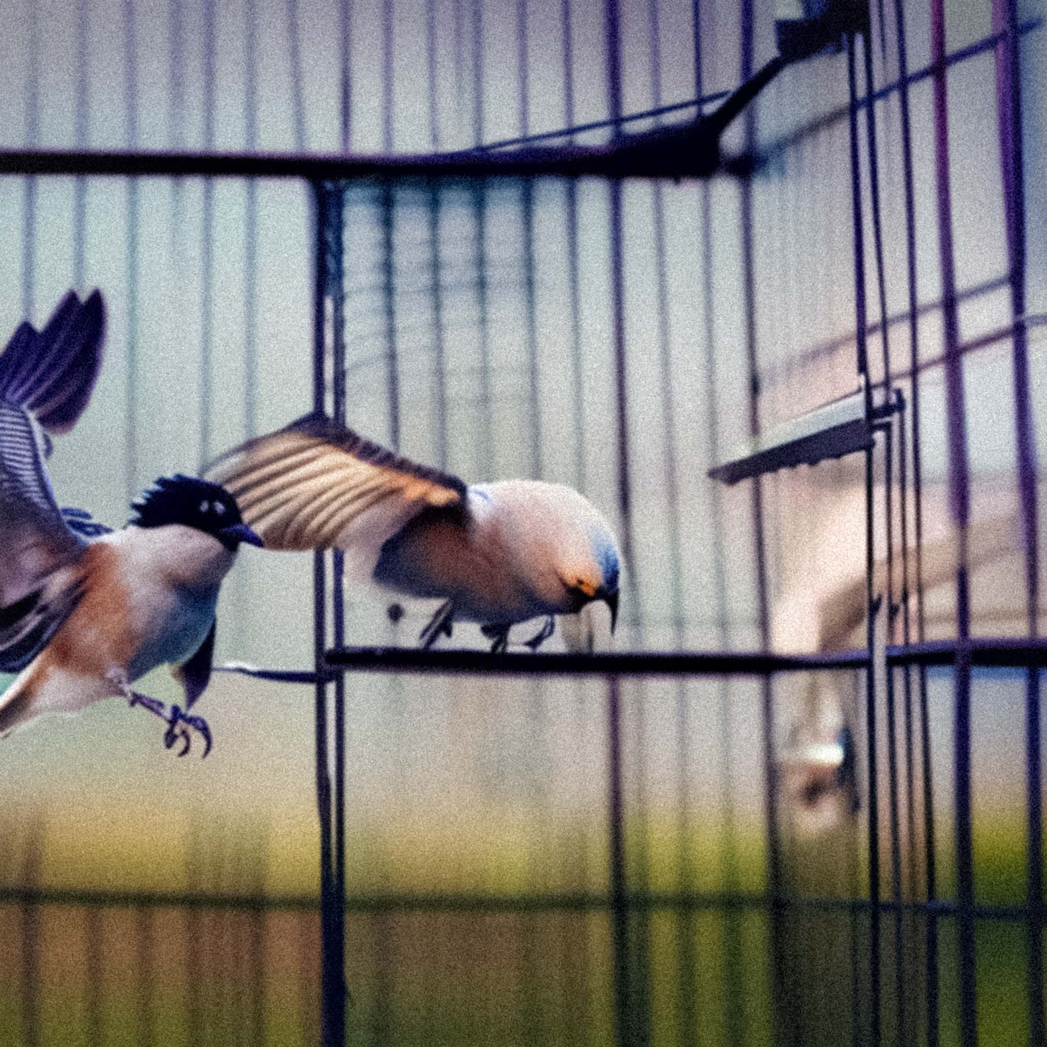 Birds Fighting to Escape Their Cage.jpg